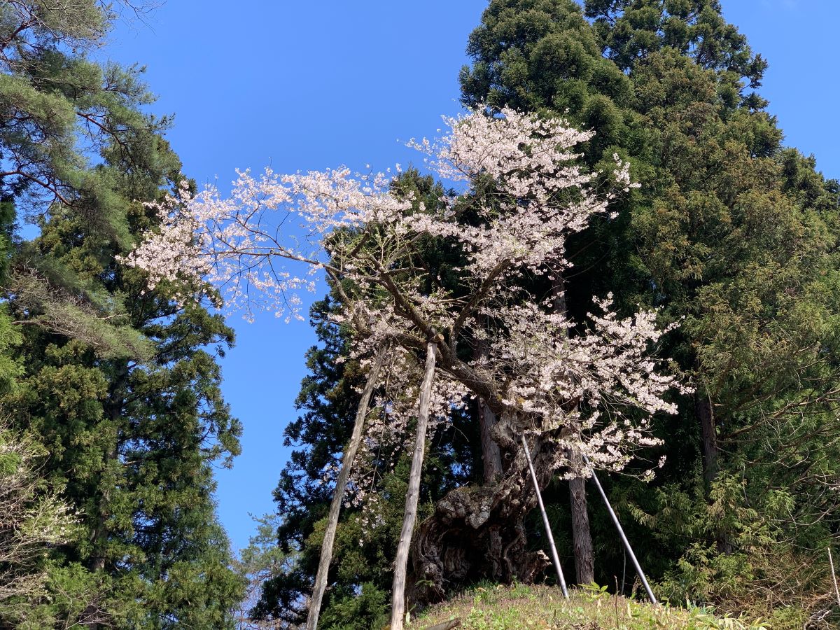 赤坂の薬師ザクラ
