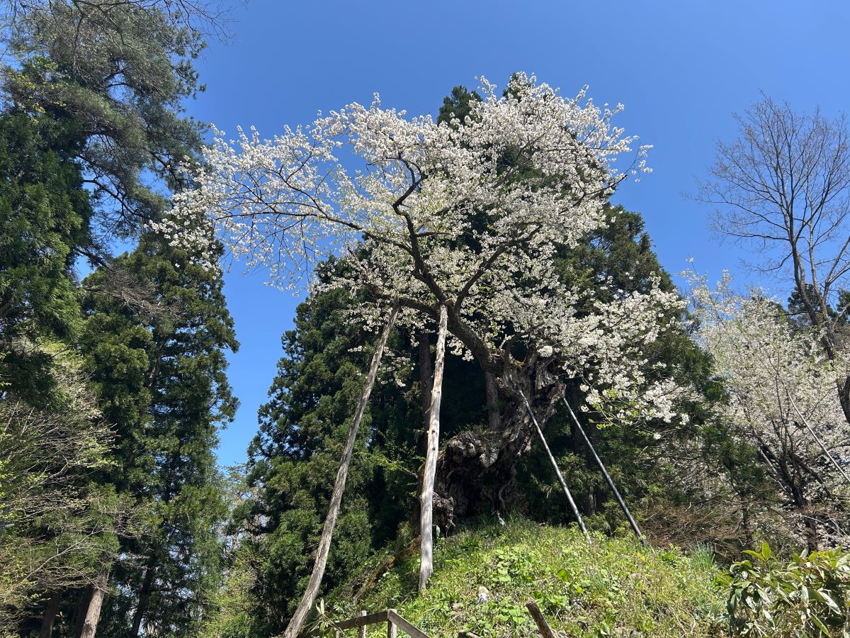 赤坂の薬師ザクラ