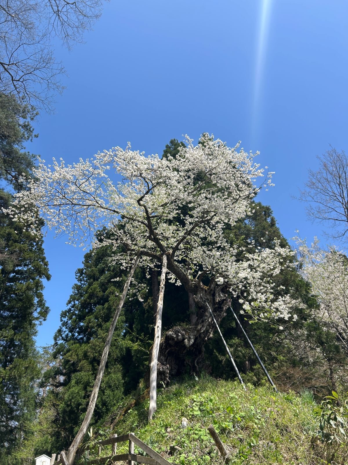 赤坂の薬師ザクラ
