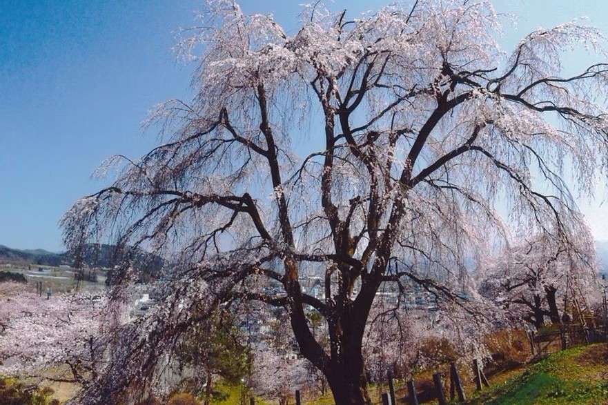 眺陽桜