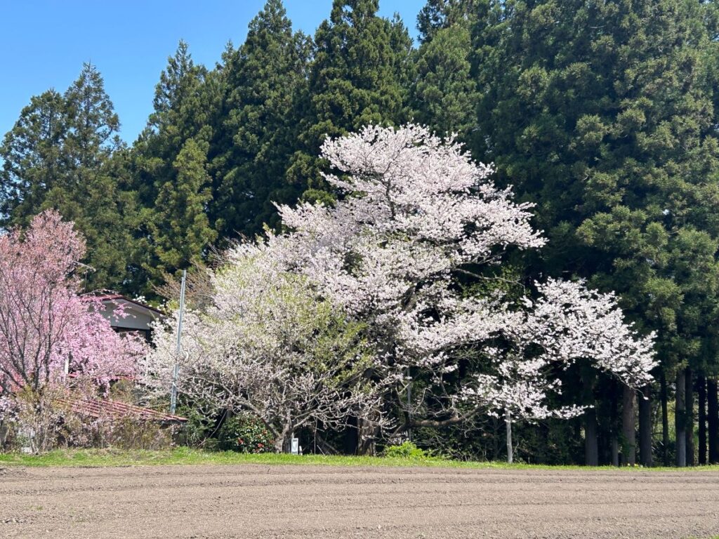 後庵ザクラ