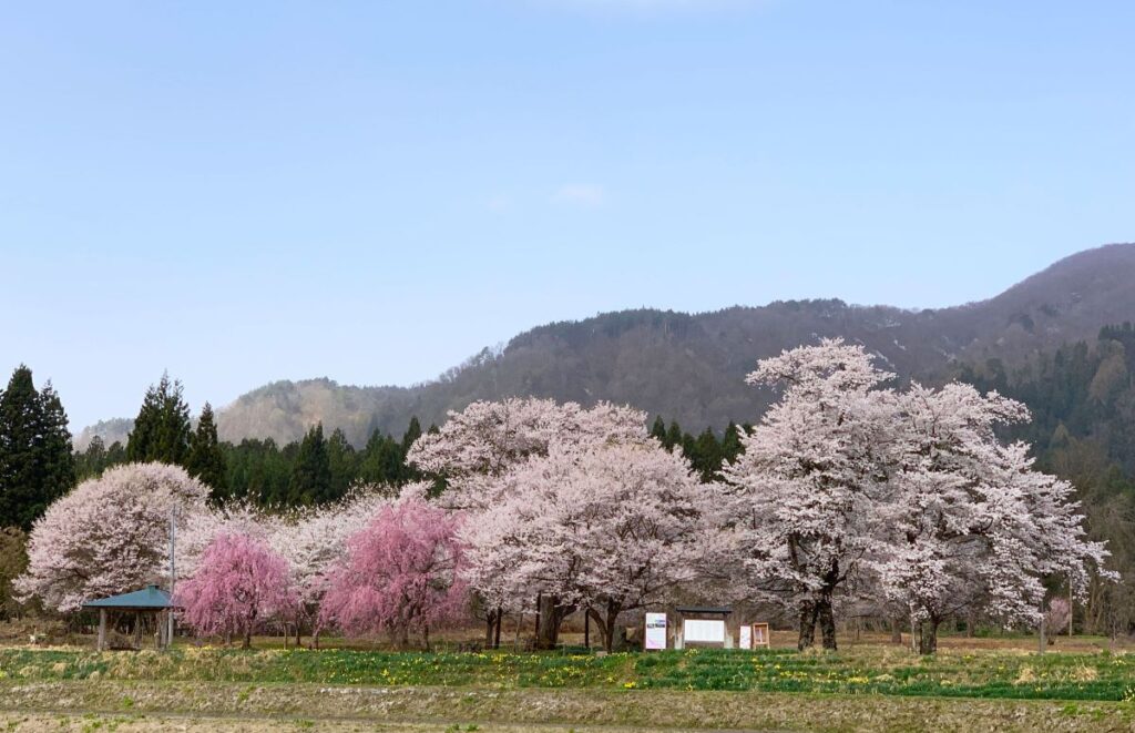 十二の桜