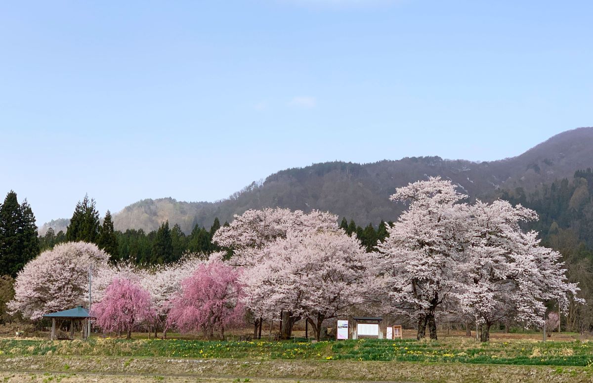 十二の桜