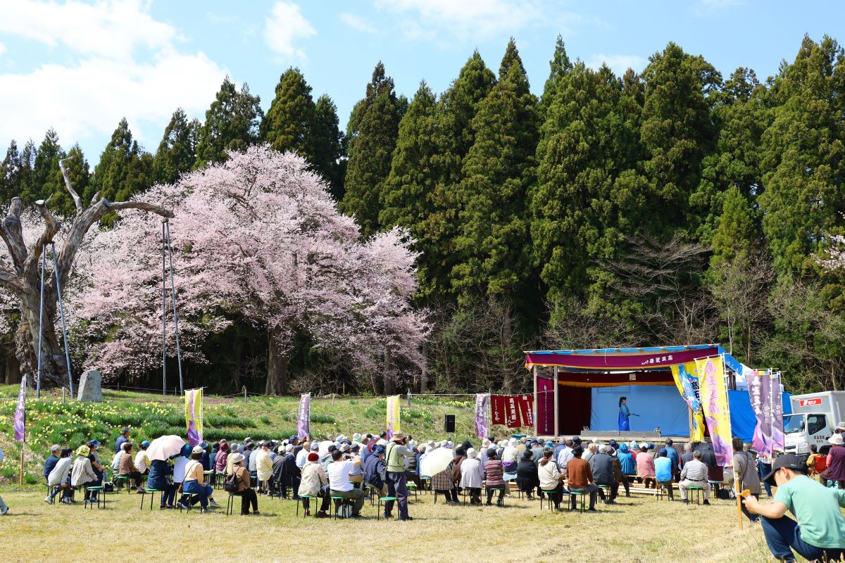 釜の越農村公園の桜群