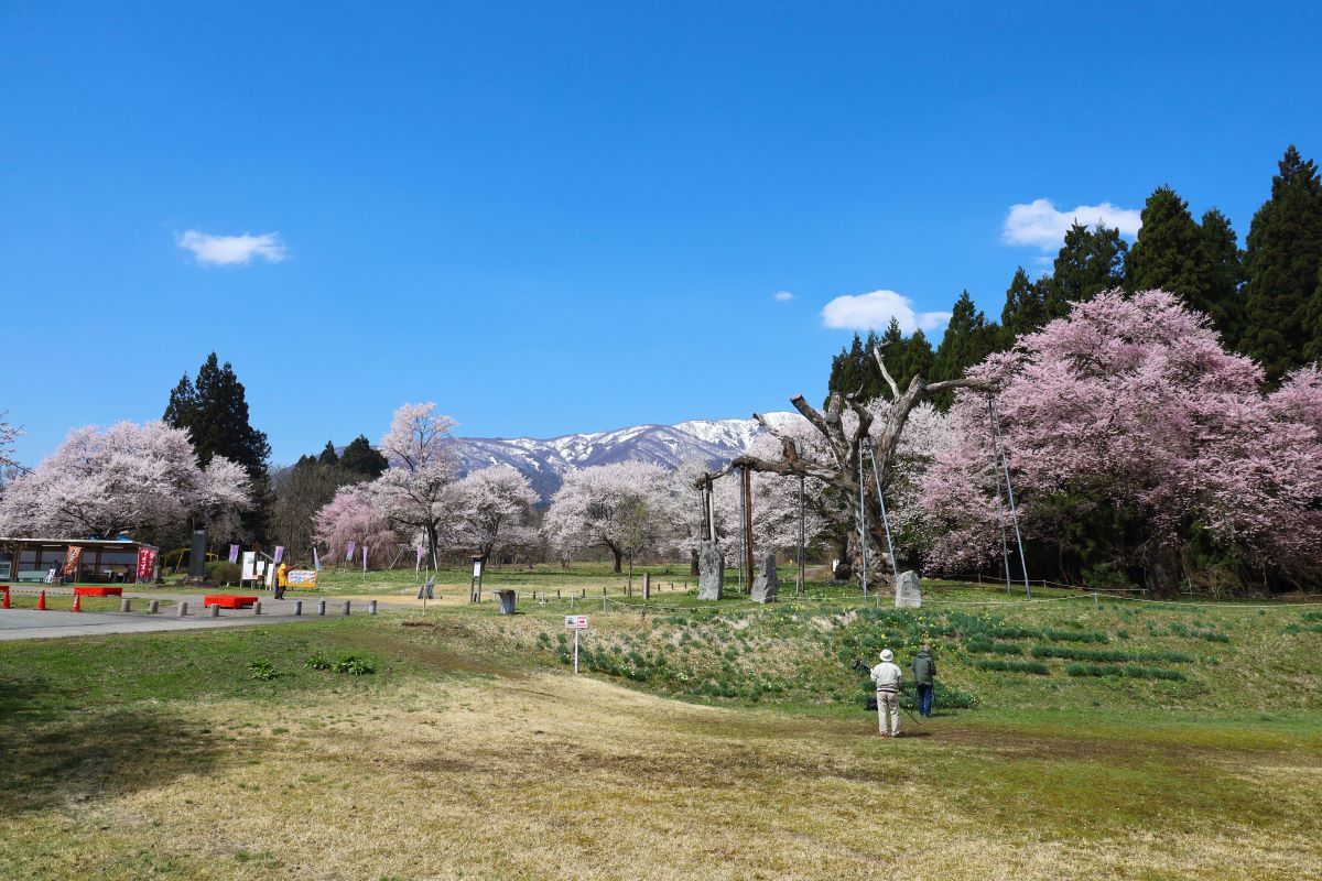 釜の越農村公園の桜群