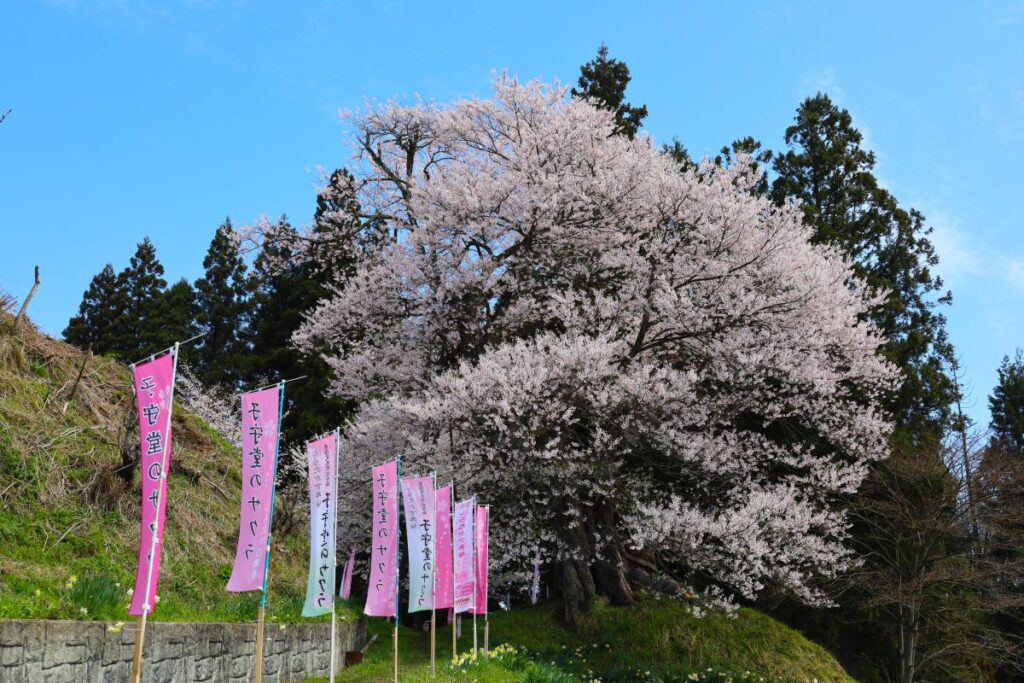 子守堂のサクラ