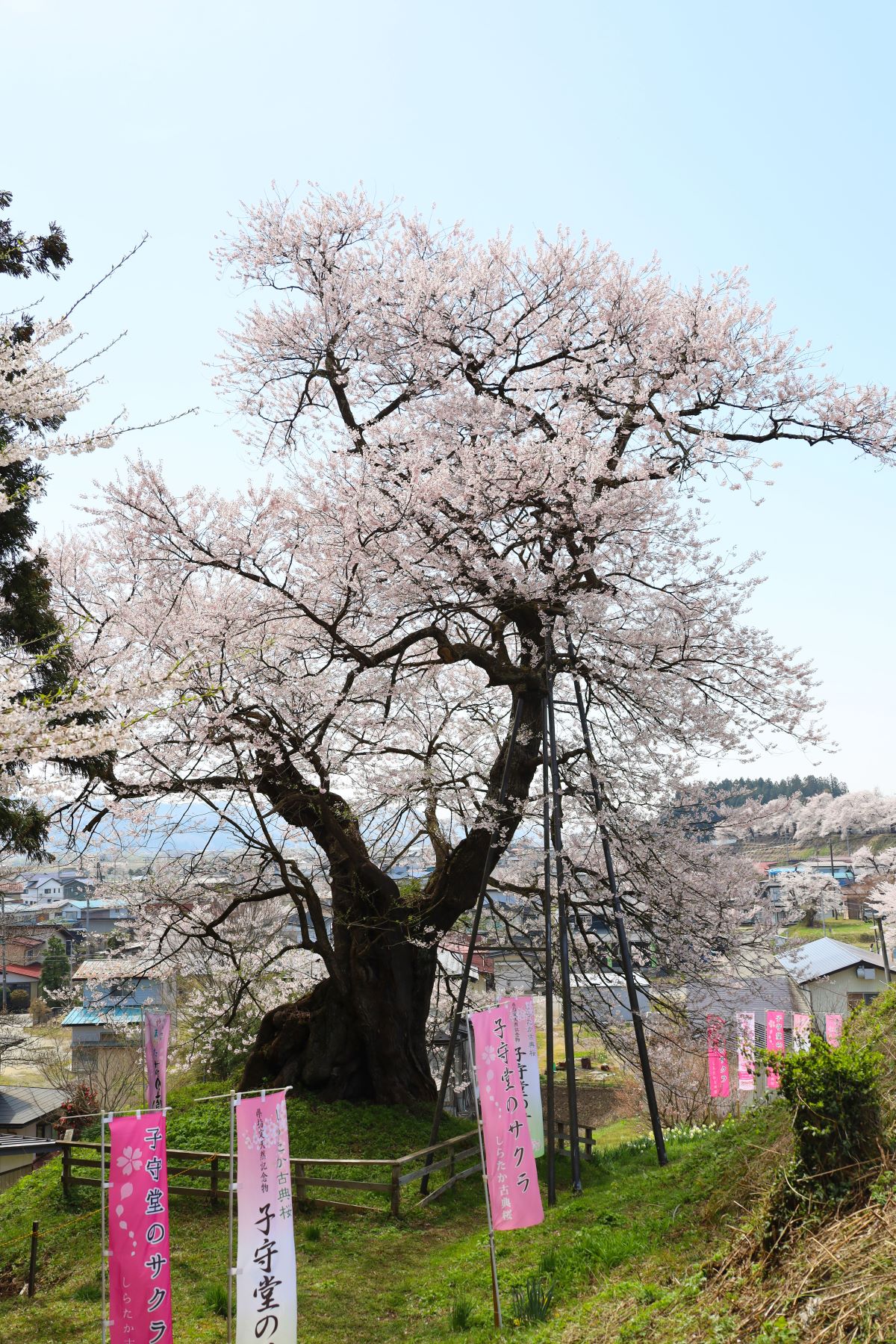 子守堂のサクラ