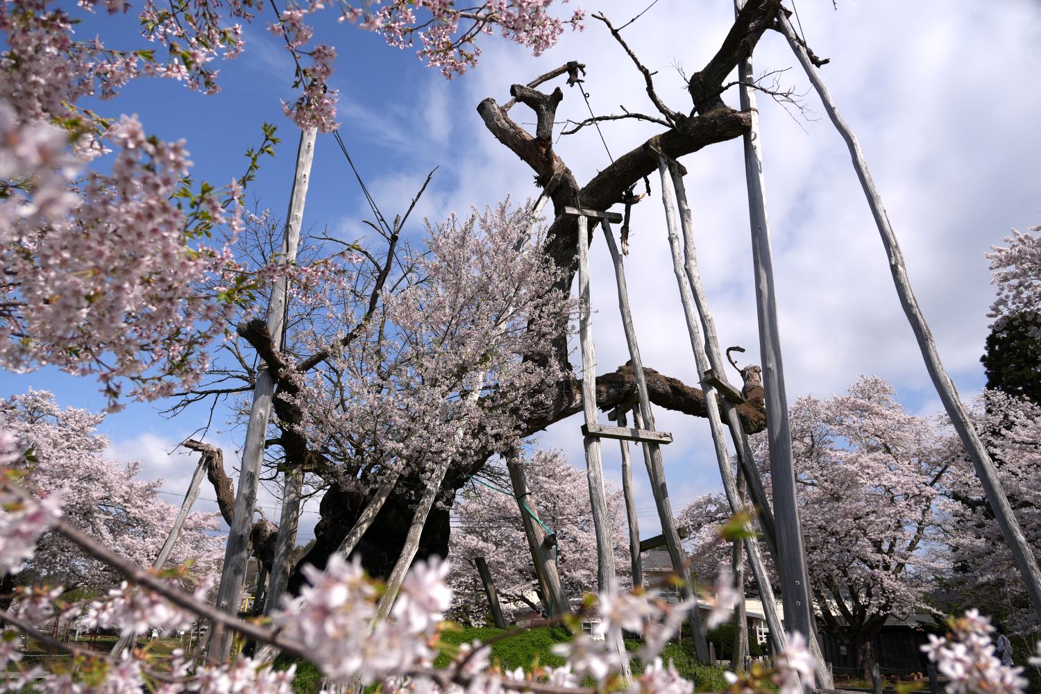 伊佐沢の久保ザクラ
