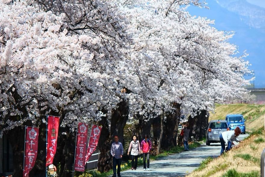 最上川堤防千本桜