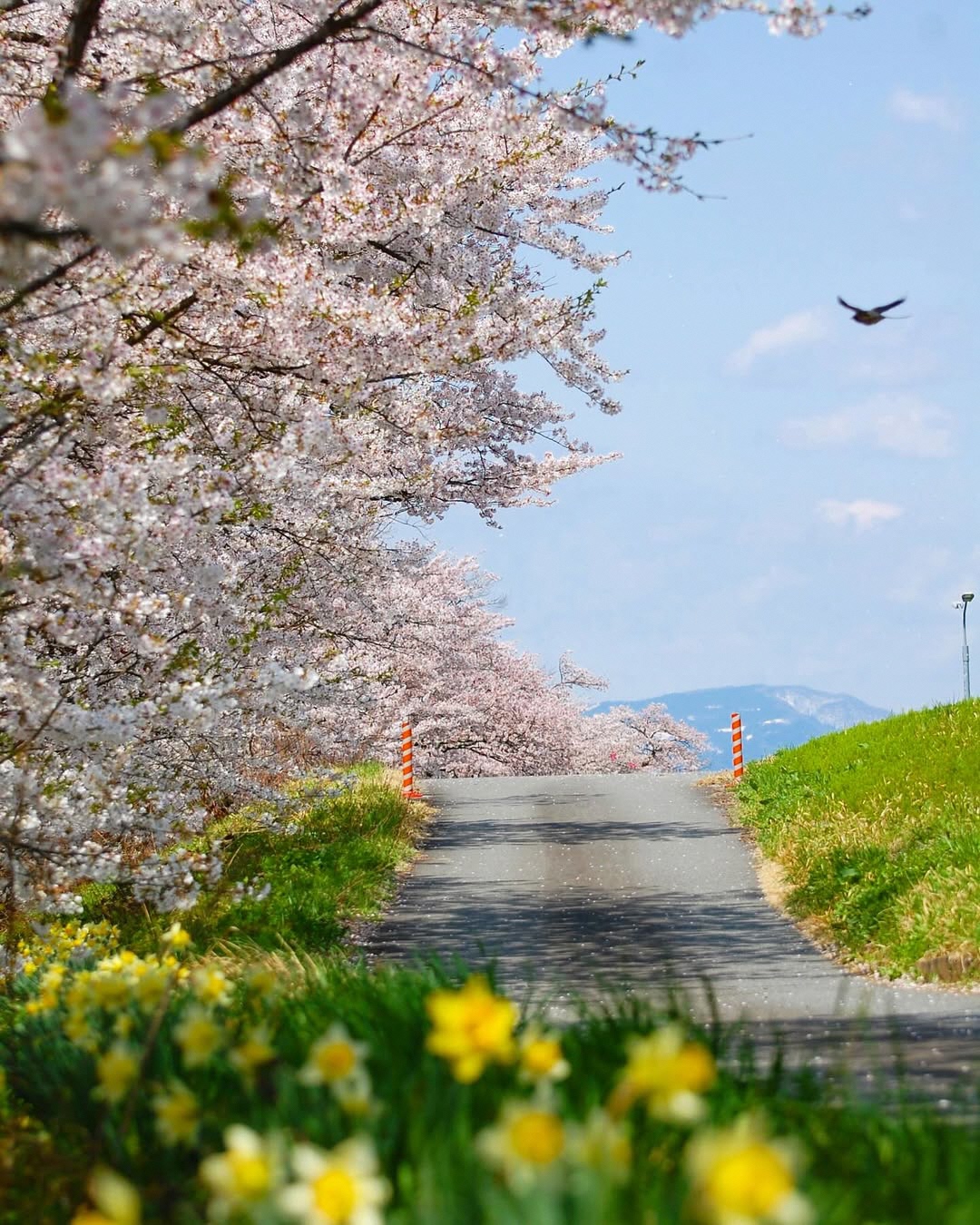 最上川堤防千本桜