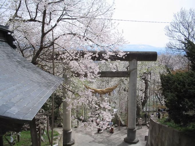 烏帽子山千本桜