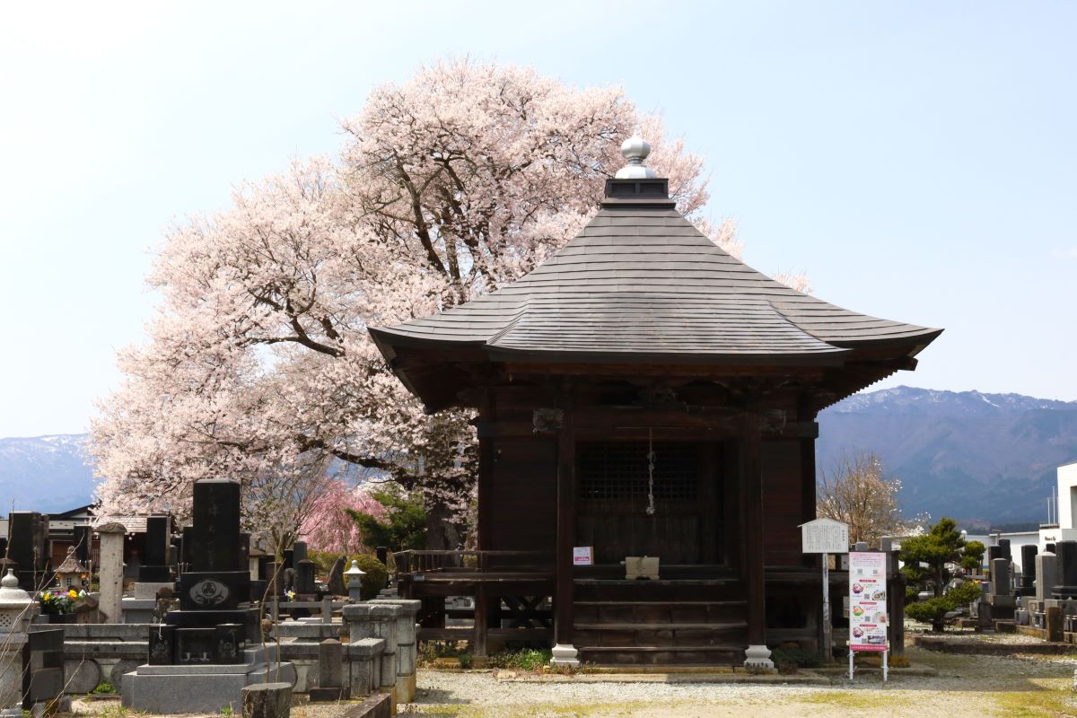 称名寺阿弥陀堂の桜