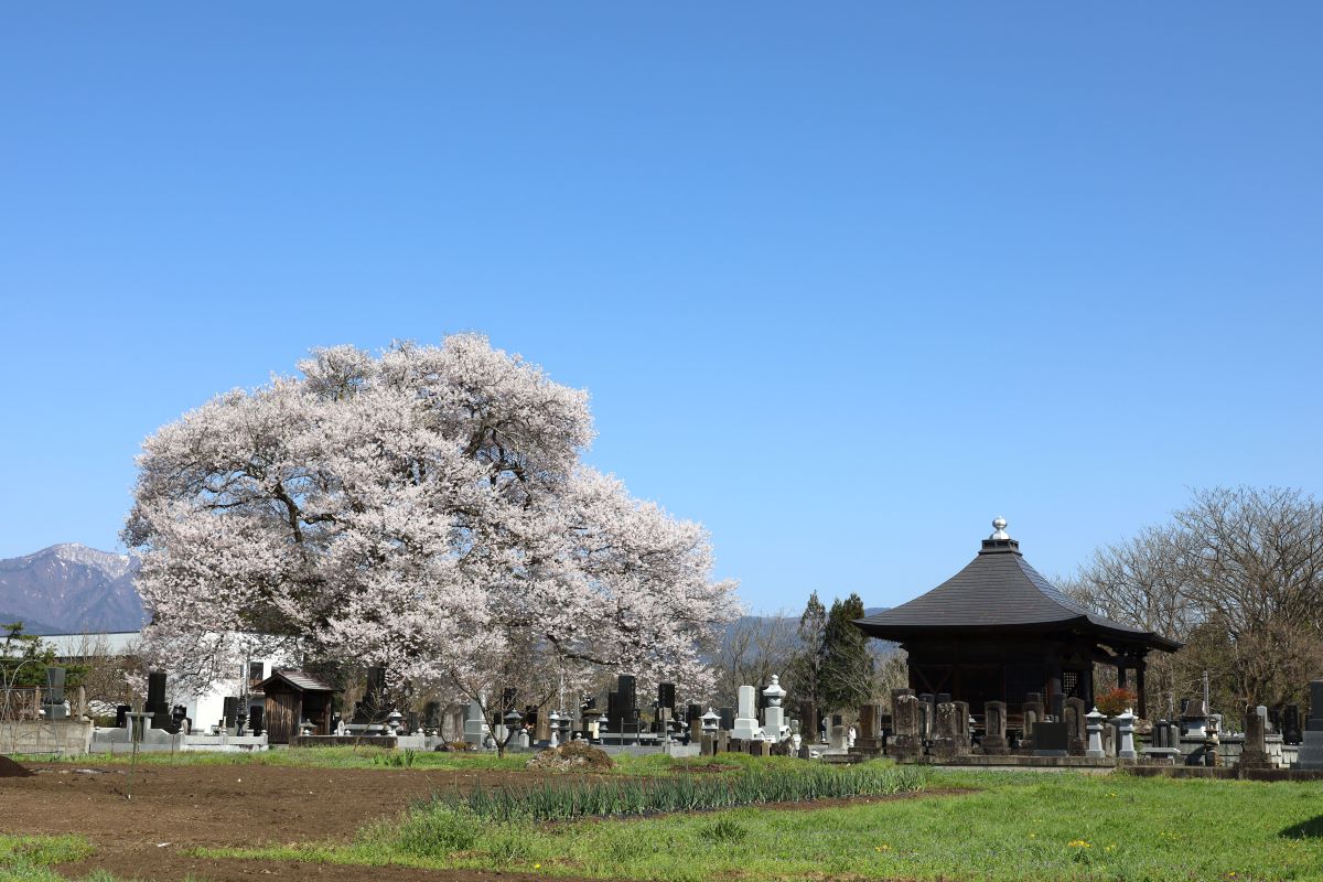 称名寺阿弥陀堂の桜