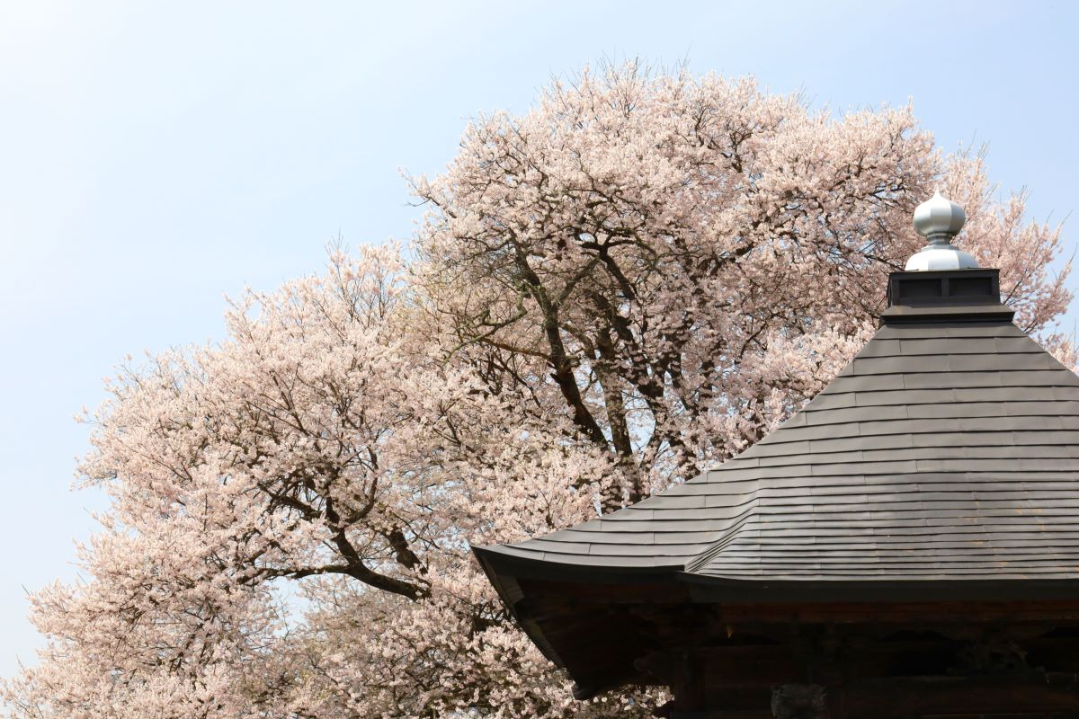 称名寺阿弥陀堂の桜