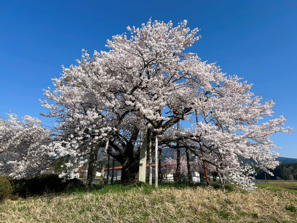 山口奨学桜