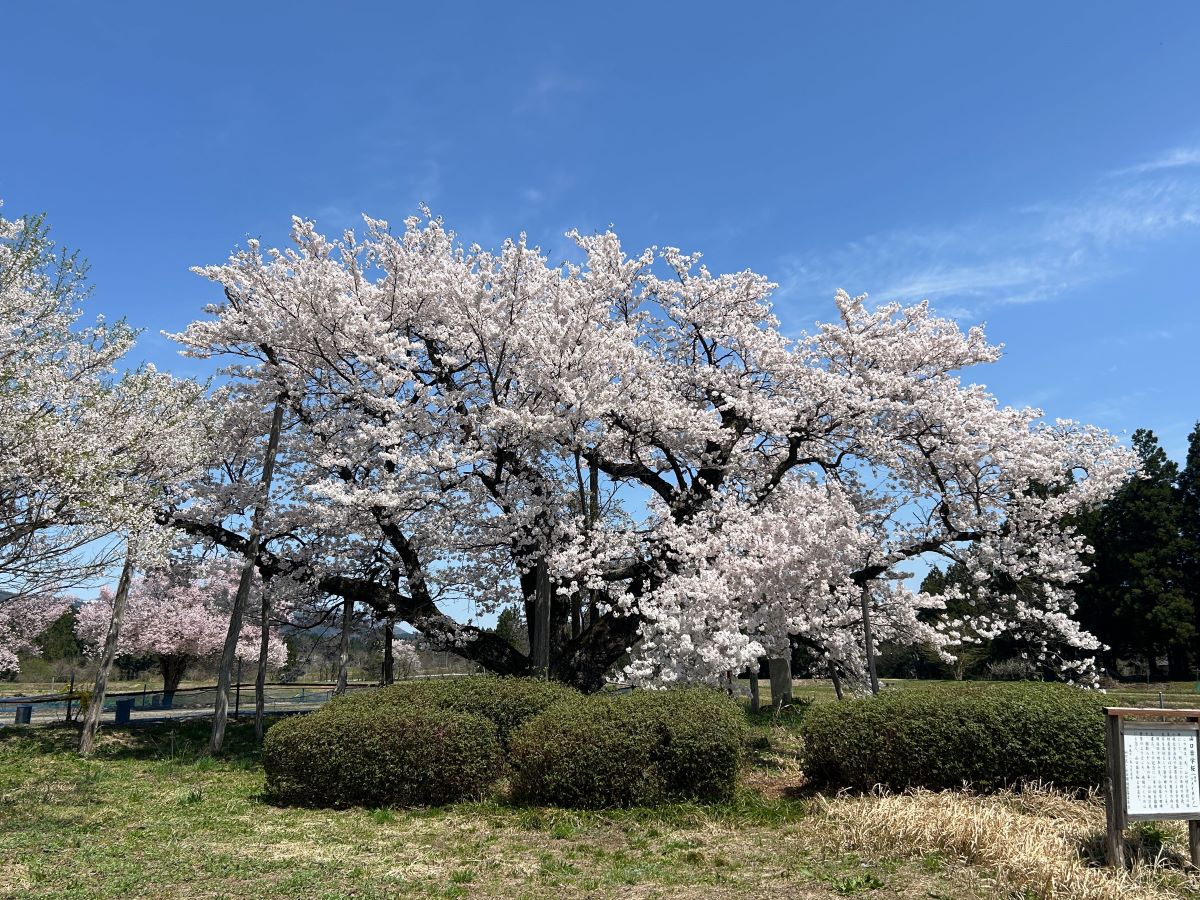 山口奨学桜