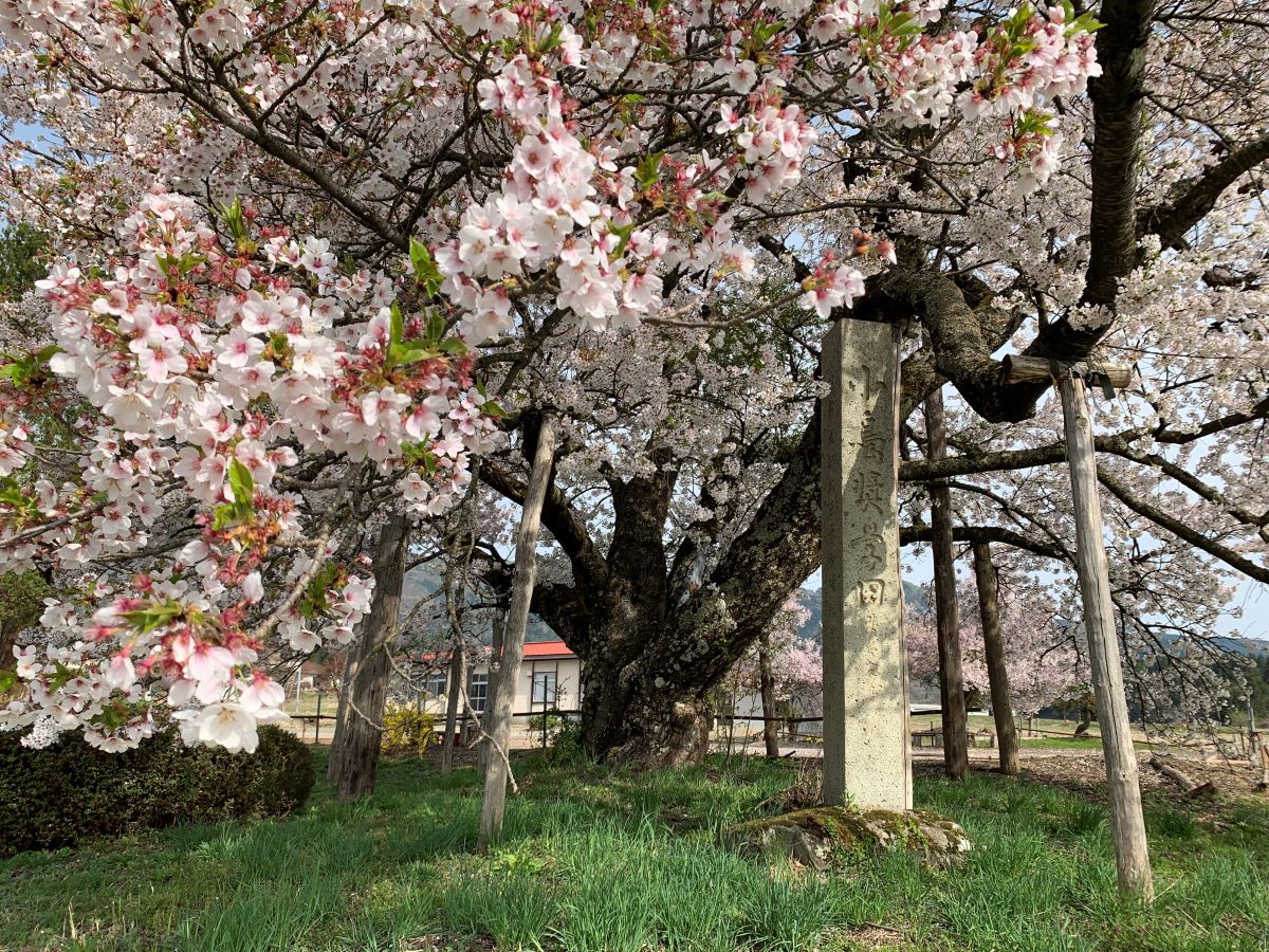 山口奨学桜