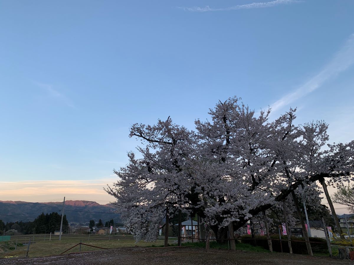 山口奨学桜