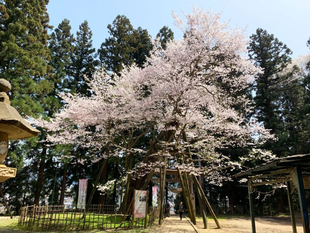 八乙女種まきザクラ