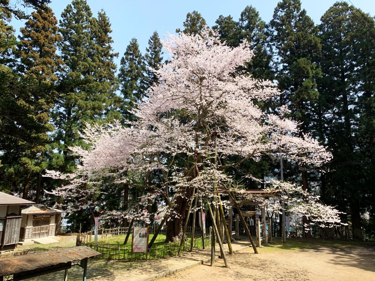 八乙女種まきザクラ