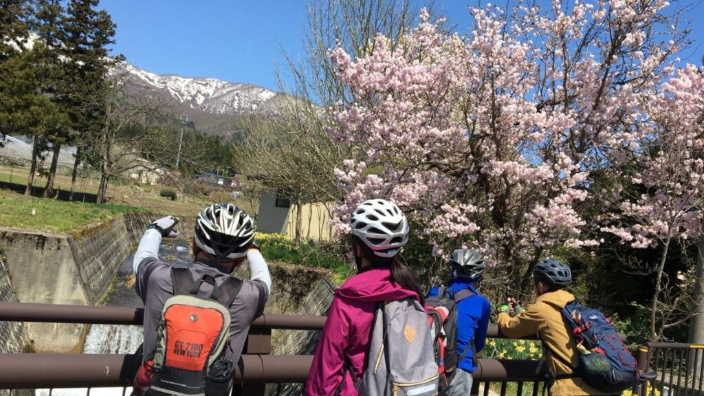 「旧国鉄長井線の歴史と桜巡り」プラン