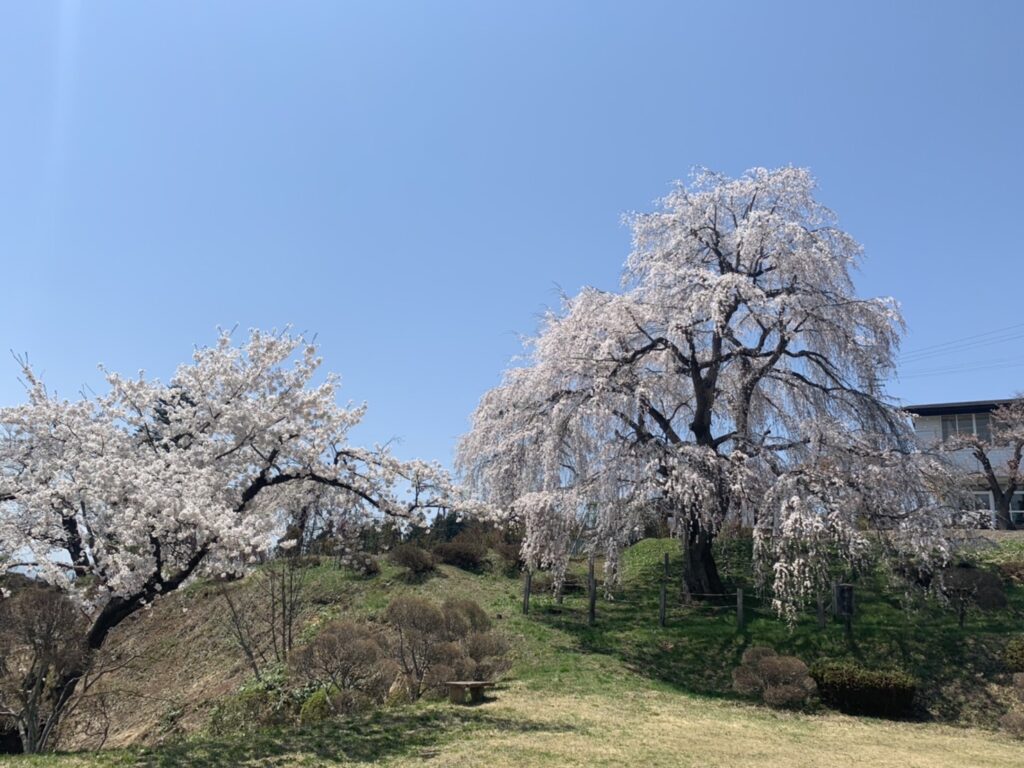 【花×伊達なウォーク共同開催】北条郷さくら巡り～夕鶴の御衣黄桜×縁の桜×眺陽桜